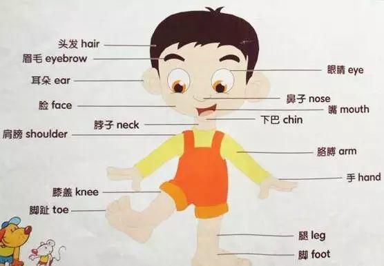 小学|小学英语：1-6年级核心单词大全，孩子期末考高分必备！