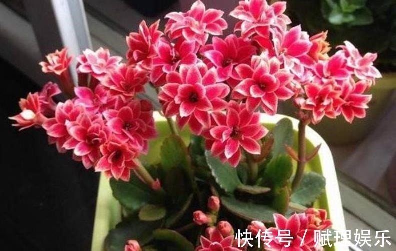 花卉|4种漂亮花，现在养一盆正当时，秋凉早开花，适合新手