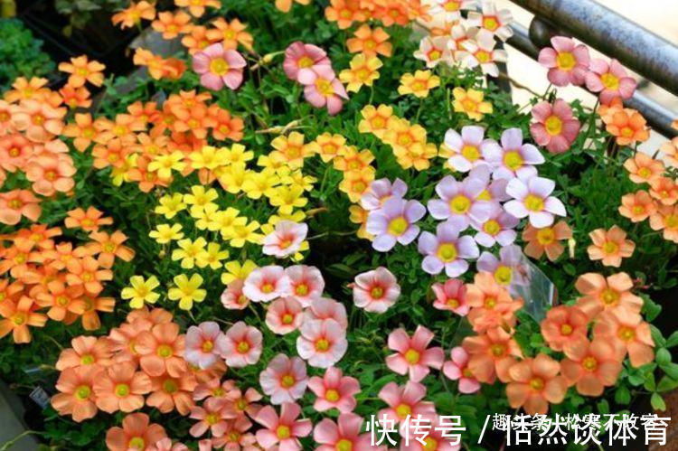 生命力|4种花养家里,福旺运旺财更旺,不用费心,就能长的特别好