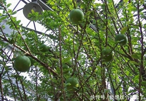 小型|委内瑞拉路边有一棵长满“炸弹”的树，其威力近似小型炸弹