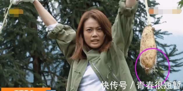 萝卜|《向往的生活》被质疑作假,萝卜开花还能吃黄磊动作暴露了