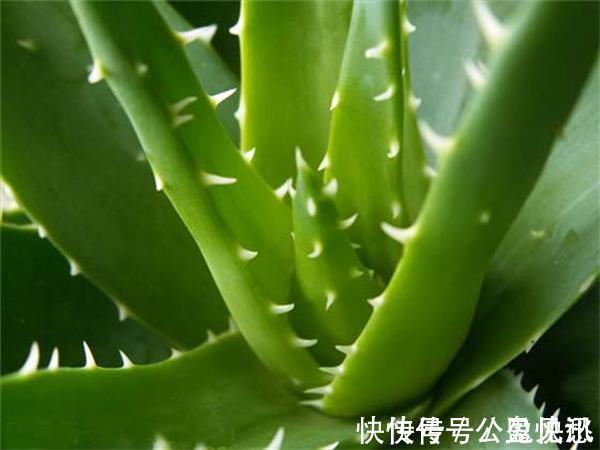 白凡士林|芦荟竟然可以缓解痔疮疼痛!芦荟是怎么缓解痔疮疼痛的?