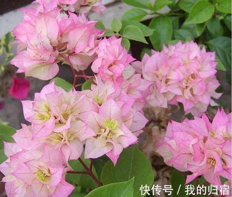 三角梅|4种花现在养刚刚好，沾土就能活，开花就爆盆，不易生病好养护