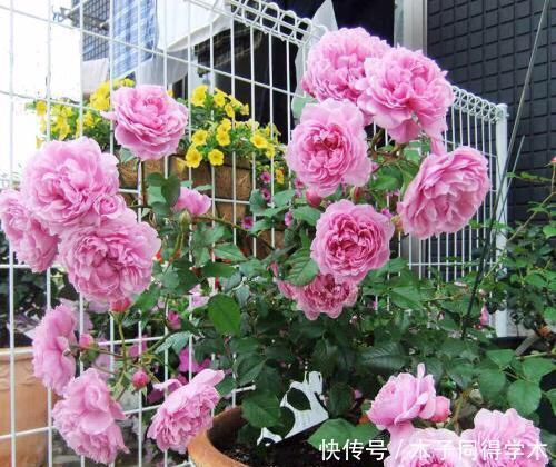 想要月季花开花多？其实很简单，做好2件事，长笋芽冒新枝！