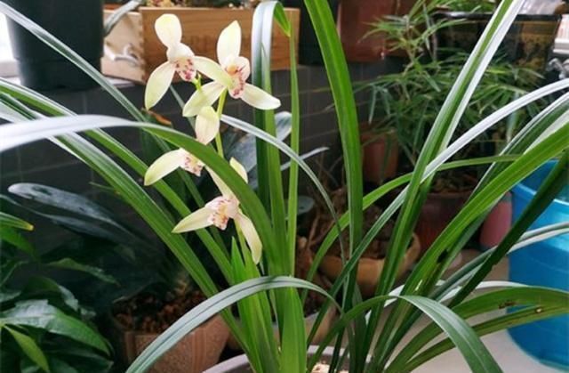 花友们|“它们”是天然的氮磷钾肥，兰花用上了，想不爆盆都难