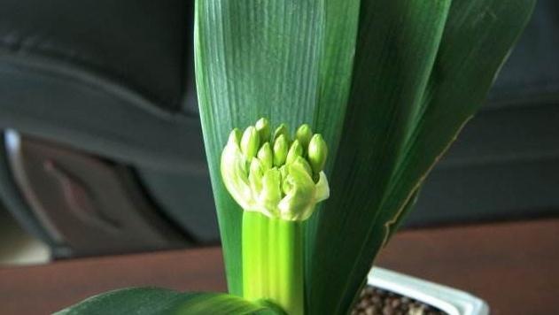 休眠期|养君子兰做3点,把它埋盆里,叶油绿,花箭抽不停