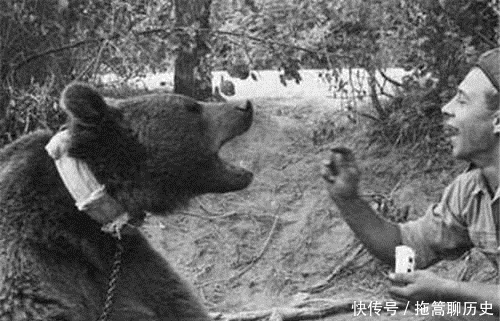 工资|史上唯一当过兵的熊，有二等兵军衔和工资，几百斤炮弹扛起就跑