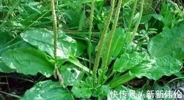 野草|农村常见的一种野草，晒干后泡水喝，清热解毒、降尿酸，你认识吗