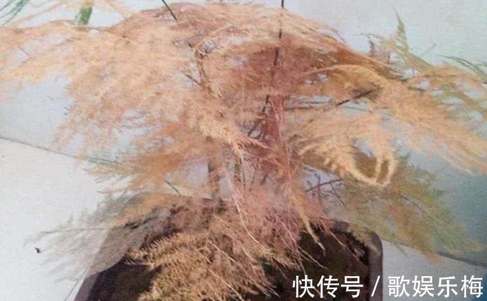 君子兰|容易被水浇死的“14种花”,手太勤反而养不活