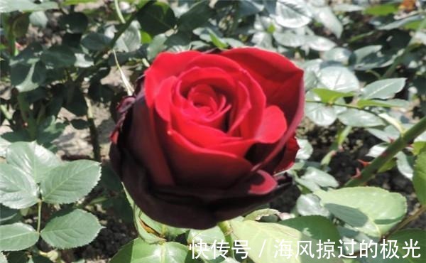 夏洛特|20种月季花品种介绍，简直美爆了！收藏啦……！