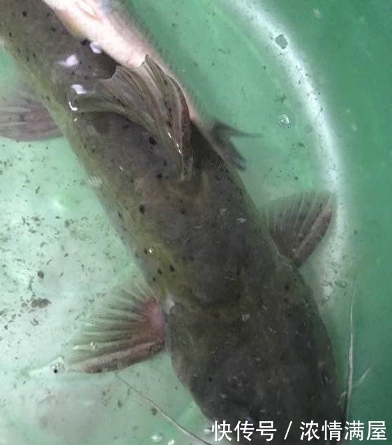 高温|顶着38度的高温才钓上的巨物,老婆却让我给卖了