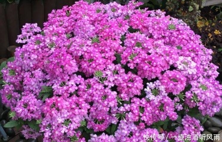 绿萝|4种花给点水就呼呼长,不仅名字好听,花也超美,漂亮好养!