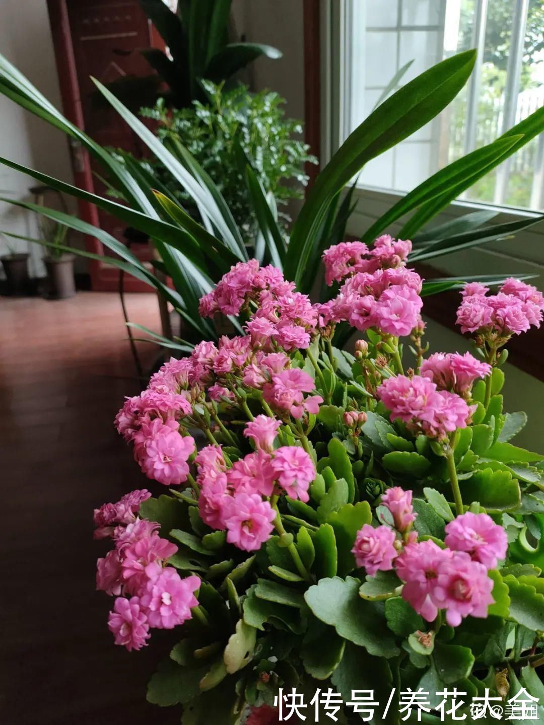 花苞|天热了，20种花最怕浇水，浇得越多，死得越快