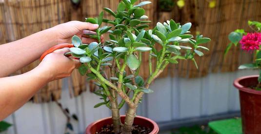 老花匠的养花技巧,开春做好3件事,长寿花长成“棒棒糖”!