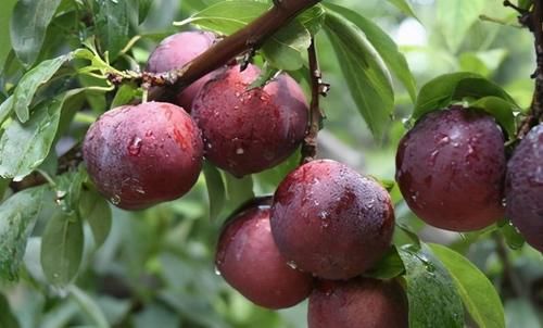 春天男人多吃3样天然食物，最好的滋补盛宴，身体更健康