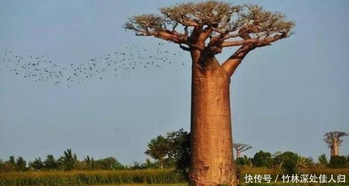 非洲的万能树,不仅能当水缸用,还能够当房子住!
