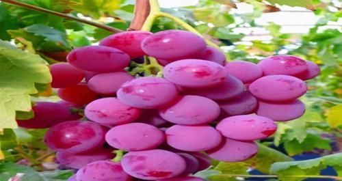 想長壽全靠吃,三種食物離不開,補腎活血,強健血管,好處多多