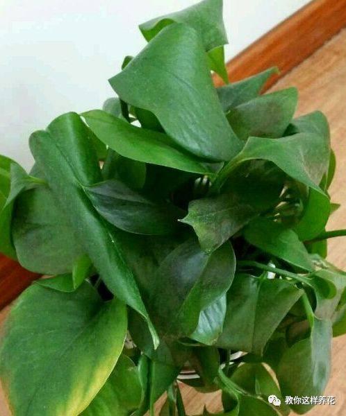 叶子|花草叶子发黄,10种原因最常见,第二种最常见!
