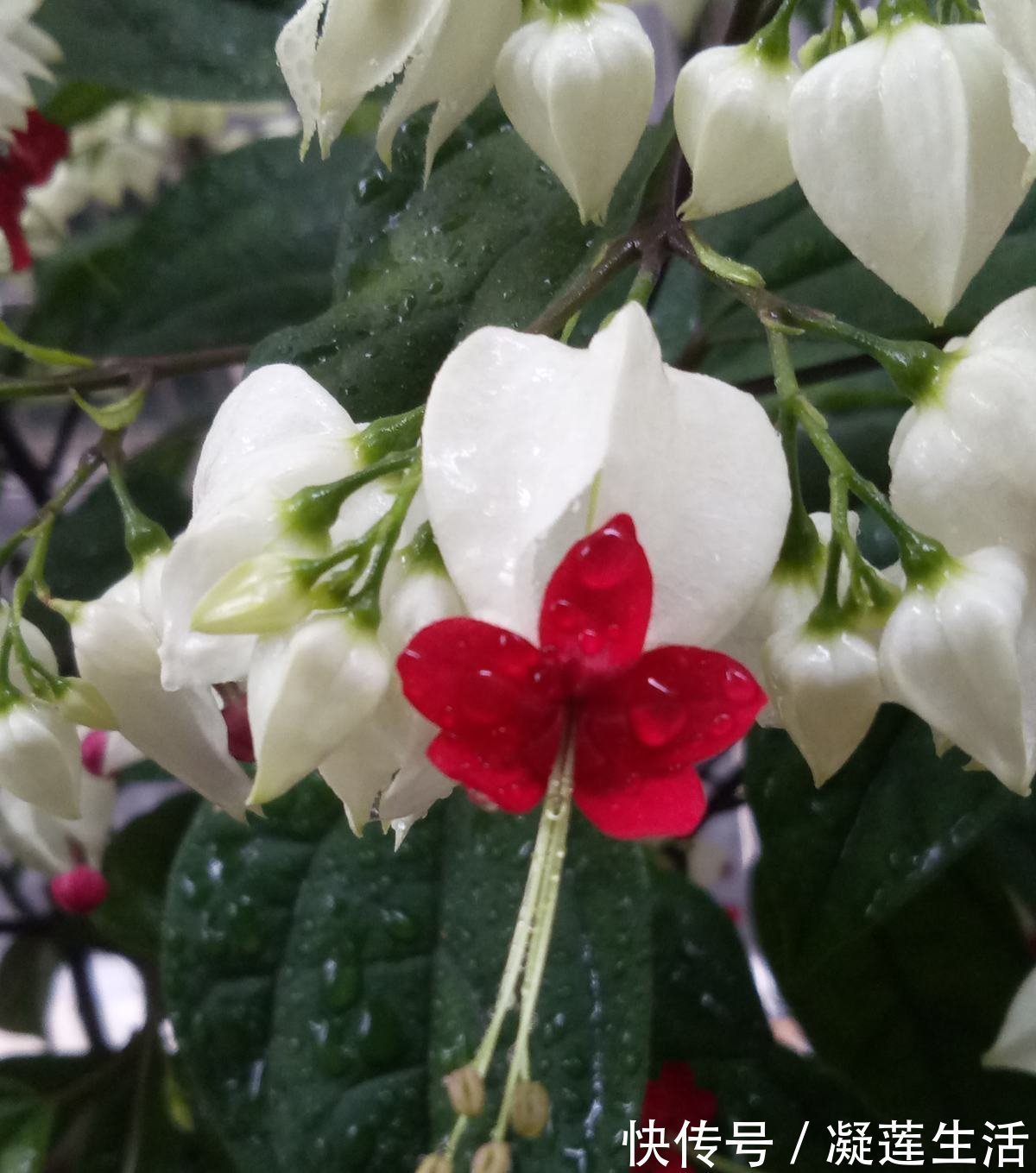 养花浇水,这4个错别犯,否则养啥花都黄叶、烂根,学会一生受用