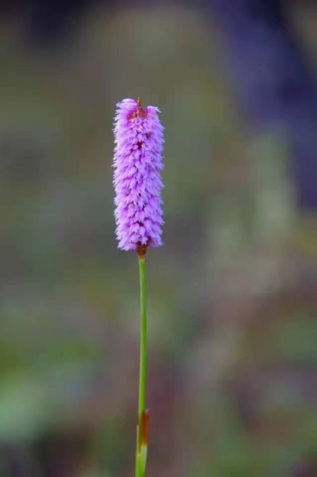 生物|杨向红镜头下的玉龙雪山奇花异草，见证了丽江生物多样性之美