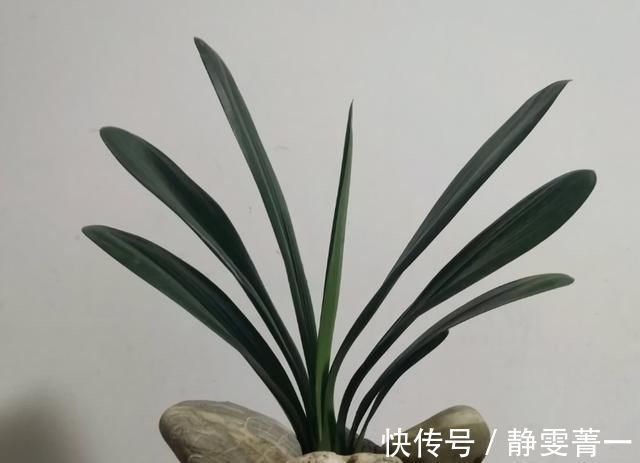 疯长|立秋之后，做好4件事，君子兰9月疯长，年底爆花