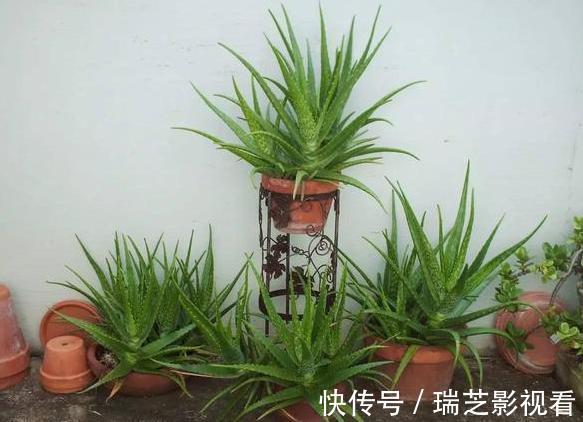 自制|居家自制肥:别光盯着淘米水了,用它们做花肥,营养价值更高