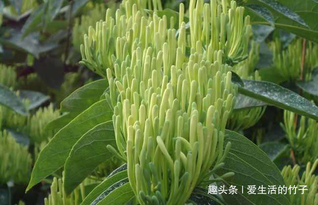 金银花和山银花的区别，认识一下，根据需要，可以区分就好