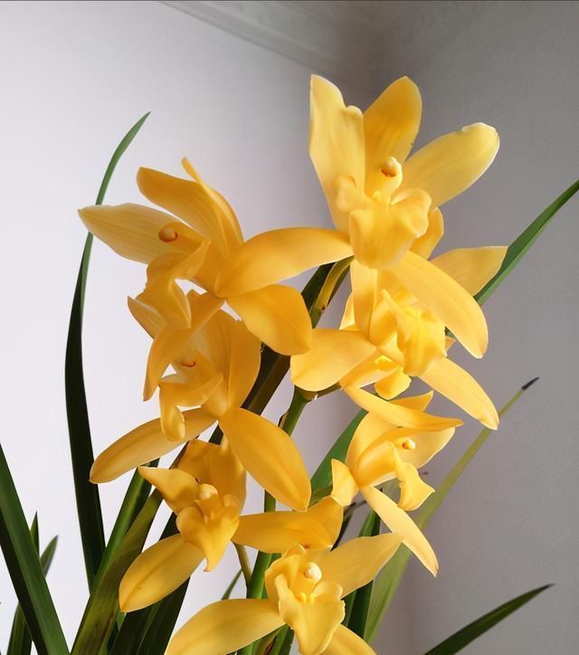 花友们|比“绿萝”还好养的兰花,兰香持久,通体金黄,每年可以开花3次