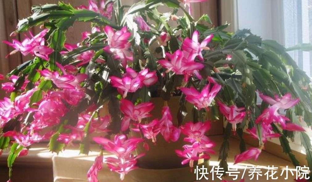 修剪|花友们都喜欢的“2种花”,比绿萝好养,开花又多又漂亮