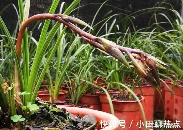 怎样养春兰蕙兰,开花香、花期长3个简单技巧,新手都能做好