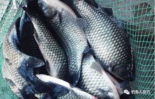 白纸黑字的爆护配方，秋季钓土鲫鱼不失手，老钓手的钓鱼秘笈