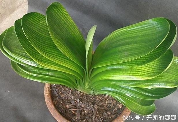 透水孔|老花农透露6个养花技巧！学会后，花草养的旺，年年受用！