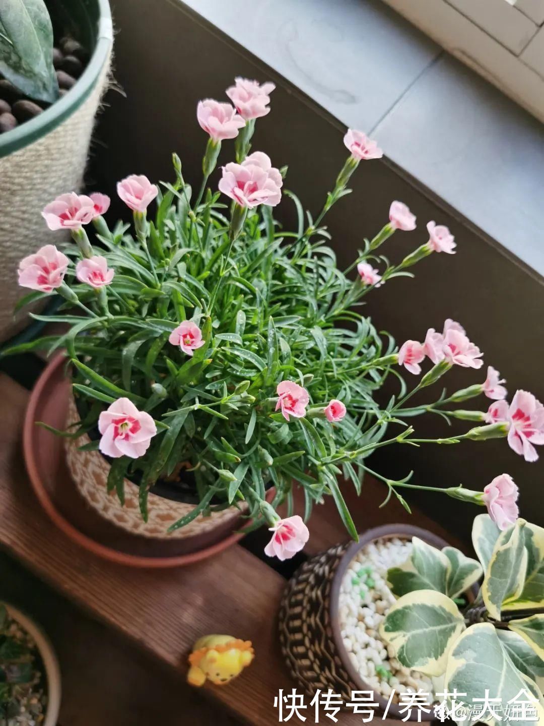 飘香藤|晒不死、热不死的花，越晒花越多，越热长越快