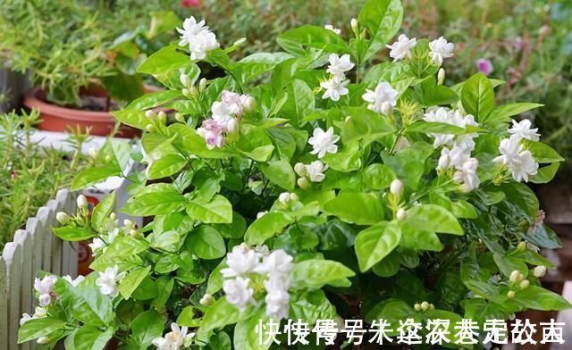 茉莉|7种花夏天爱淋雨，越淋长得越欢，多淋几次，肥料都省了