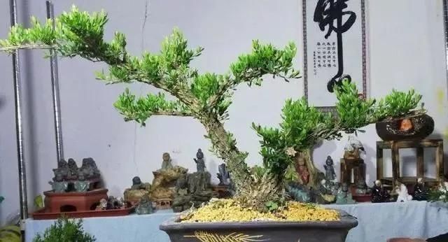 黄杨|10年前一盆上万,10年后一盆十块,烂大街的黄杨,被玩坏的盆景