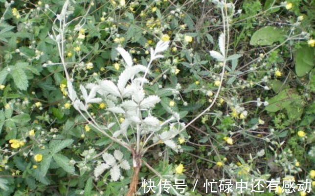 叶基生|此两种草可清热解毒,一种踪迹难寻,另一种农村随处可见