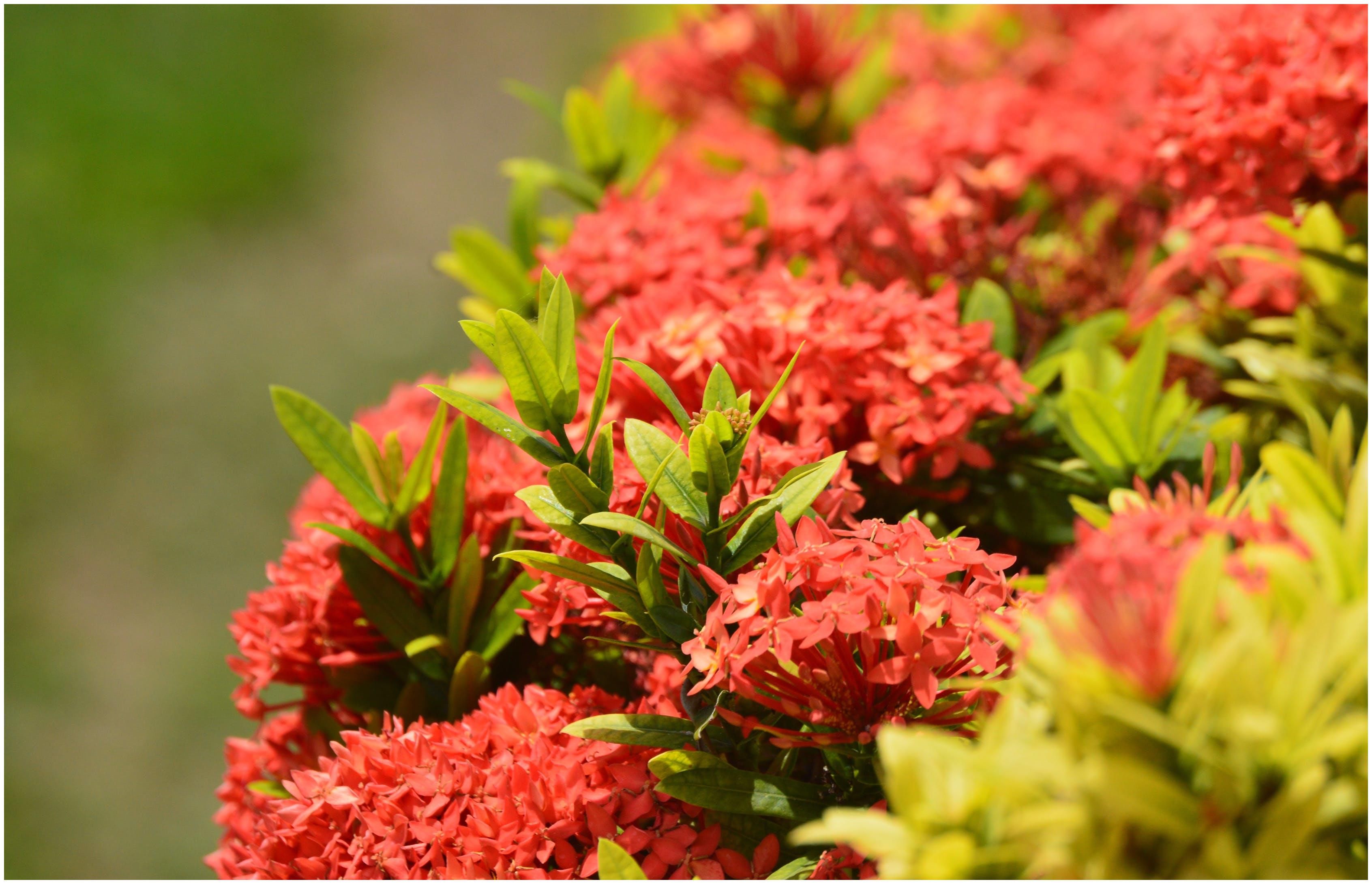 十二生肖三日运势播报 5月3日 5日 生肖鸡 猴 猪 粉紫色