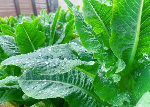 张馨予菜园子中莴笋收获，网友：没错了妥妥的“最美农场主”