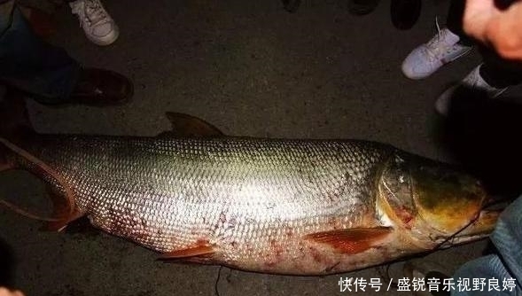 水老虎|江西一大娘一耙子打翻“水老虎”，附近钓鱼人：我想静静