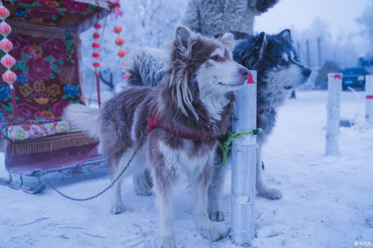 老年|在寂静雪原 遇见雪花真实的形状