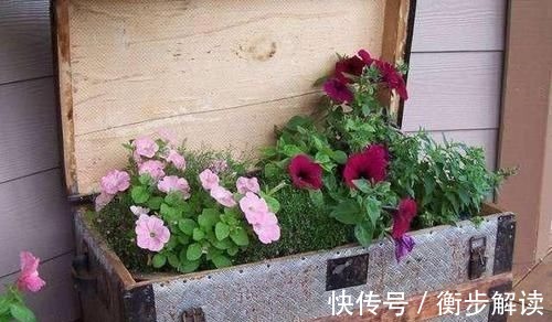 月饼盒|除了花盆之外,这些东西也是绝佳的养花神器,你用过吗?