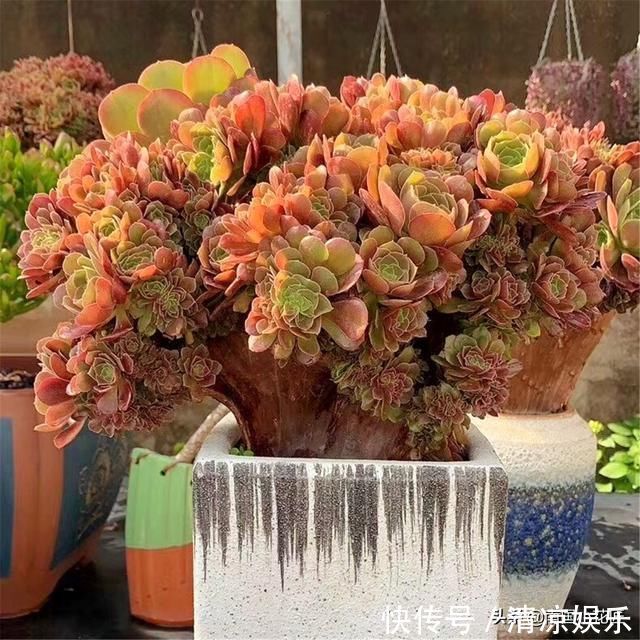 多肉盛夏“浇水经”1分钟学会,度夏不用愁,高温亦无忧