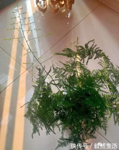 叶片|“最厉害”的生长水，虎皮兰吊兰文竹每月用一次，像打了激素一样疯长