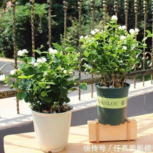 客厅养花就选这5种,清雅又大方、越养家里越干净,越养越健康