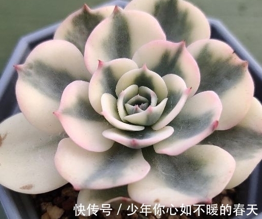 多肉植物出锦的肉肉怎么养护,药锦真的不能入手吗,一起来看看吧