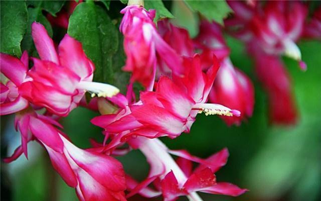 枝叶|蟹爪兰花开后,做到1点,根系粗壮,来年开花成“花海”