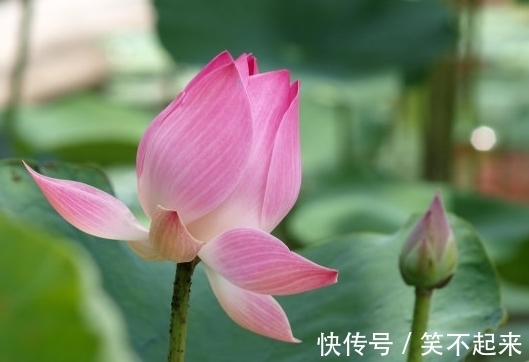 桃花|11月上旬，4属相吉星傍身，桃花朵朵，财源滚滚，生活富足无忧