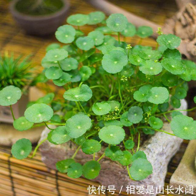 家里养花别乱养花!这4种花养人又镇宅,可惜很多人忽视了!