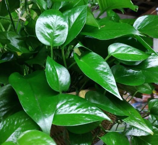 爷爷养绿萝,从来不肥料,只浇“1种水”,1个月叶片巴掌大