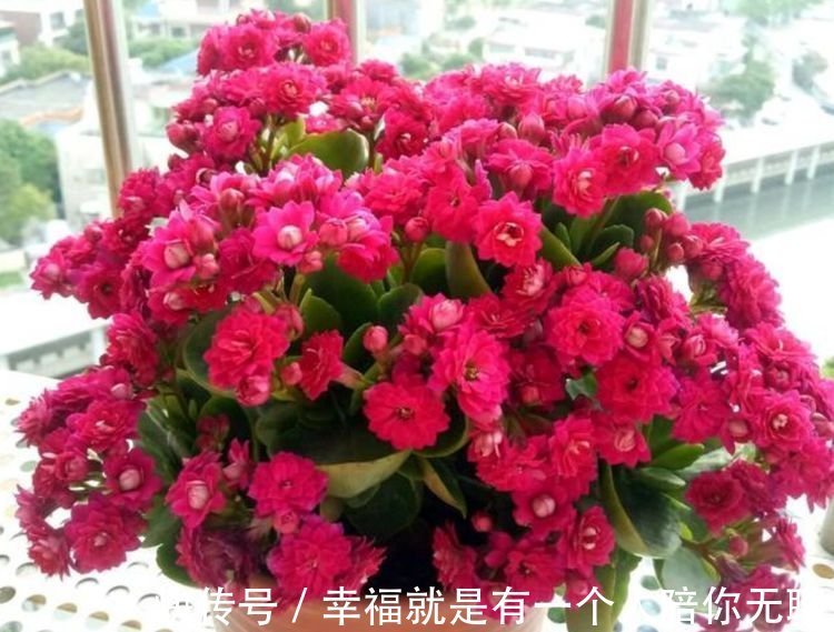 这几款植物养在家里,花期长易打理,一盆千百朵,枝头花苞满